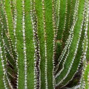 032 Peter von Walter